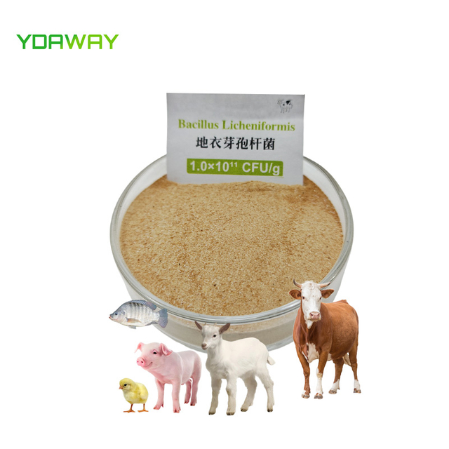 Bacillus Licheniformis Powder 20 Billion CFU/g Feed Grade Animal Gut Health Probiotic for Feed Additive