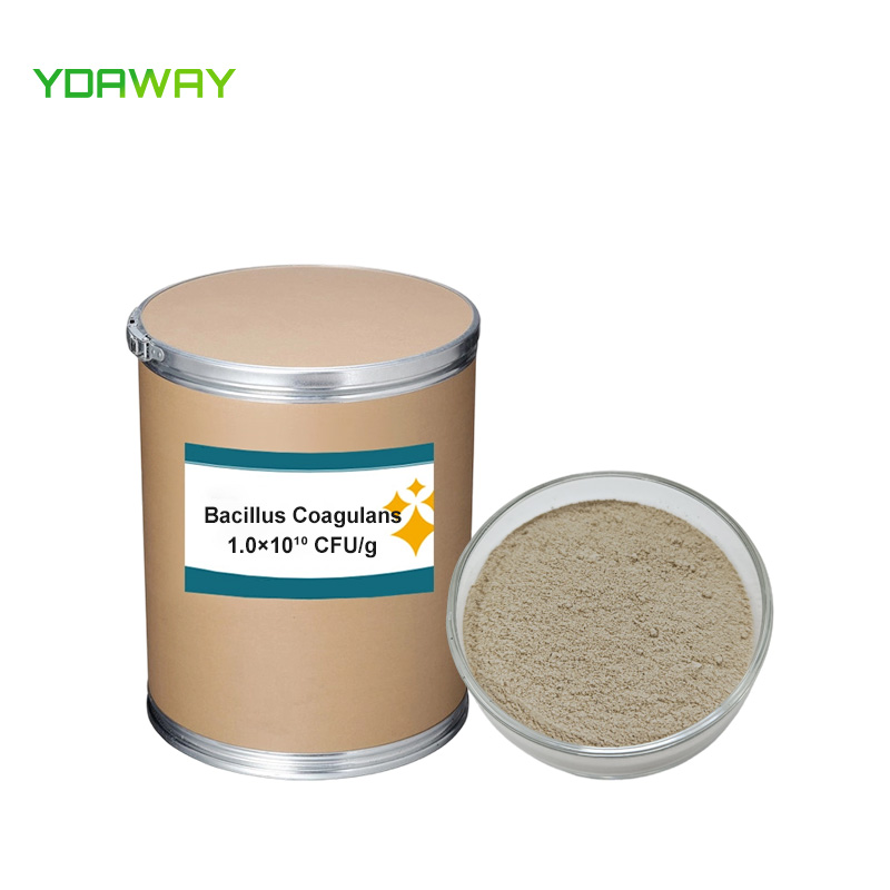 Feed Grade Wholesale Price Bacillus Coagulans Powder 100 Billion cfu/g 200 Billion cfu/g 1000 Billion cfu/g for Poultry