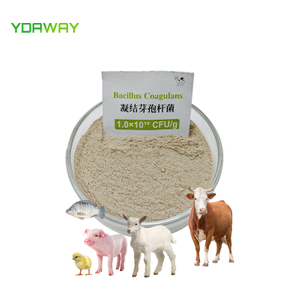 Feed Grade Wholesale Price Bacillus Coagulans Powder 100 Billion cfu/g 200 Billion cfu/g 1000 Billion cfu/g for Poultry