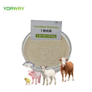 Feed Grade Clostridium Butyricum Probiotic for Poultry Chicken Broiler Layer Pig Cattle Dairy Fish Shrimp Pet Animal Feed