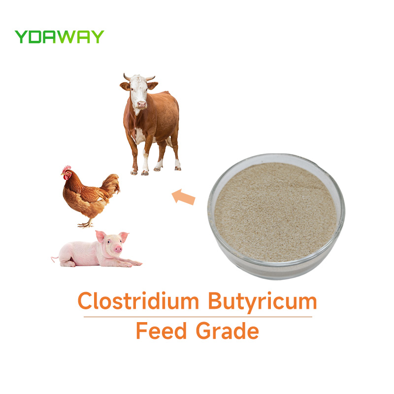 Feed Grade Clostridium Butyricum Probiotic for Poultry Chicken Broiler Layer Pig Cattle Dairy Fish Shrimp Pet Animal Feed